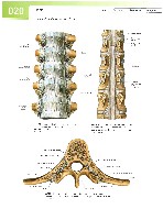 Sobotta  Atlas of Human Anatomy  Trunk, Viscera,Lower Limb Volume2 2006, page 27